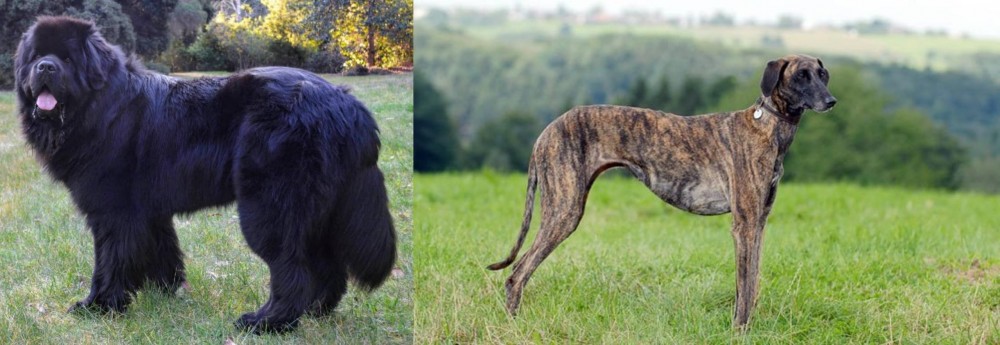 Sloughi vs Newfoundland Dog - Breed Comparison