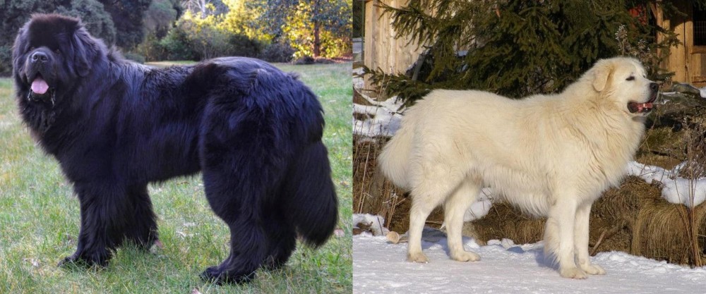 Slovak Cuvac vs Newfoundland Dog - Breed Comparison