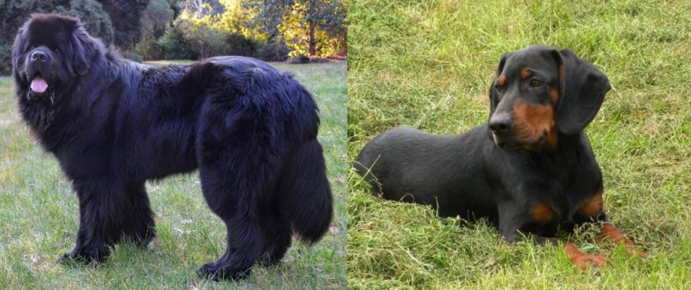 Slovakian Hound vs Newfoundland Dog - Breed Comparison
