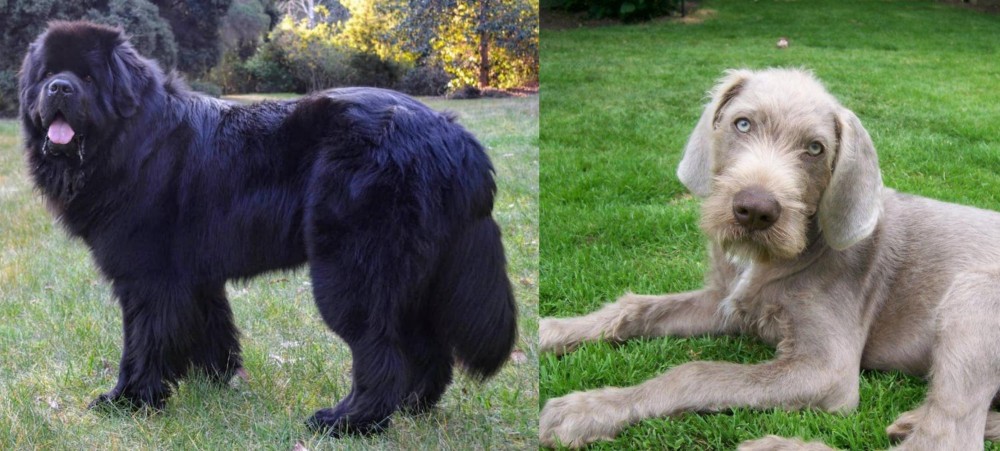 Slovakian Rough Haired Pointer vs Newfoundland Dog - Breed Comparison