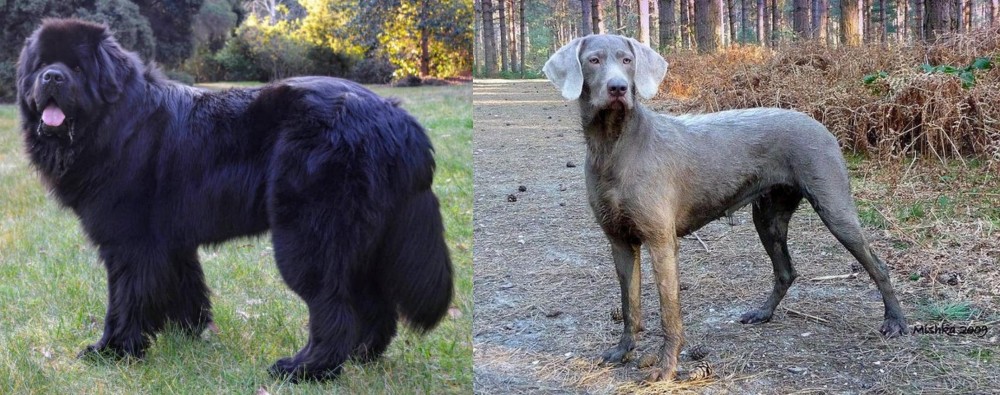 Slovensky Hrubosrsty Stavac vs Newfoundland Dog - Breed Comparison