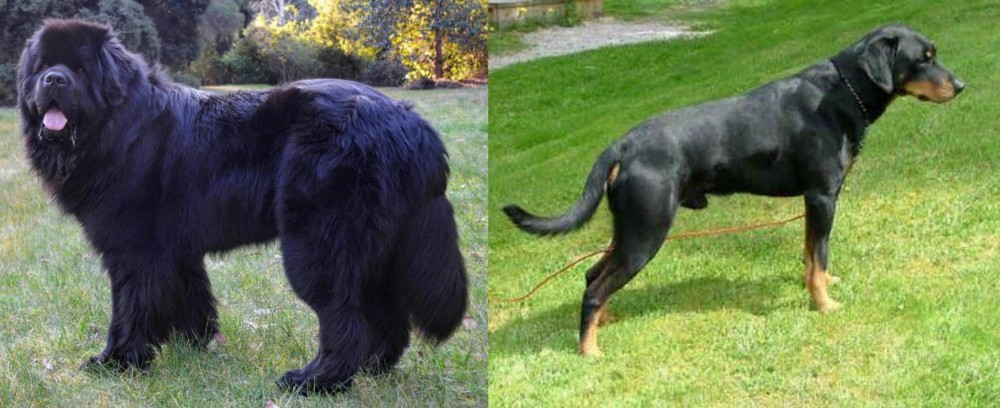 Smalandsstovare vs Newfoundland Dog - Breed Comparison