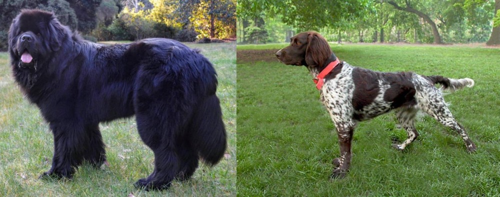 Small Munsterlander vs Newfoundland Dog - Breed Comparison