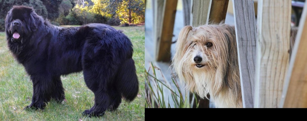 Smithfield vs Newfoundland Dog - Breed Comparison