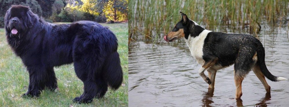Smooth Collie vs Newfoundland Dog - Breed Comparison