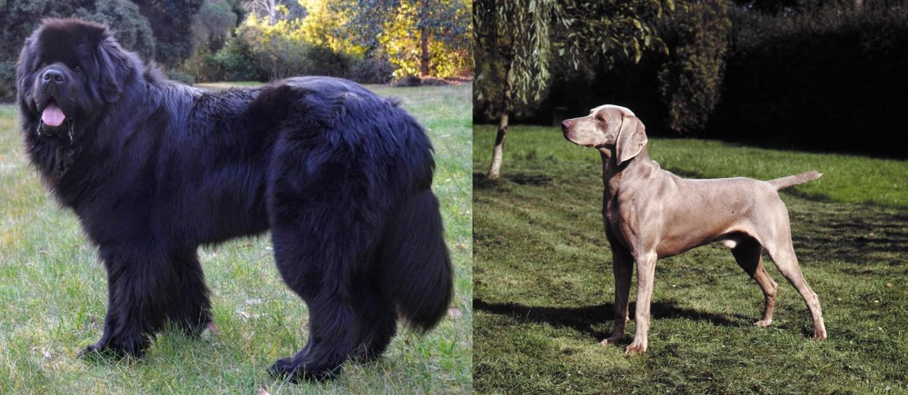 Smooth Haired Weimaraner vs Newfoundland Dog - Breed Comparison