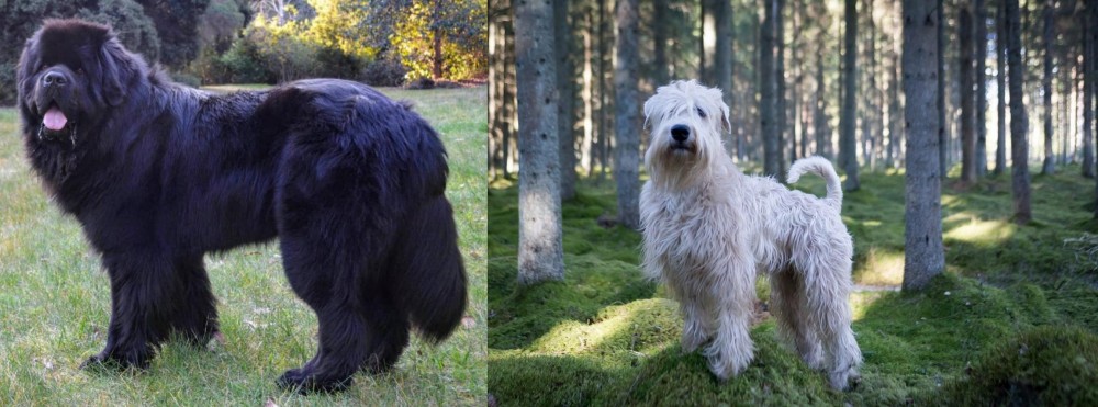 Soft-Coated Wheaten Terrier vs Newfoundland Dog - Breed Comparison