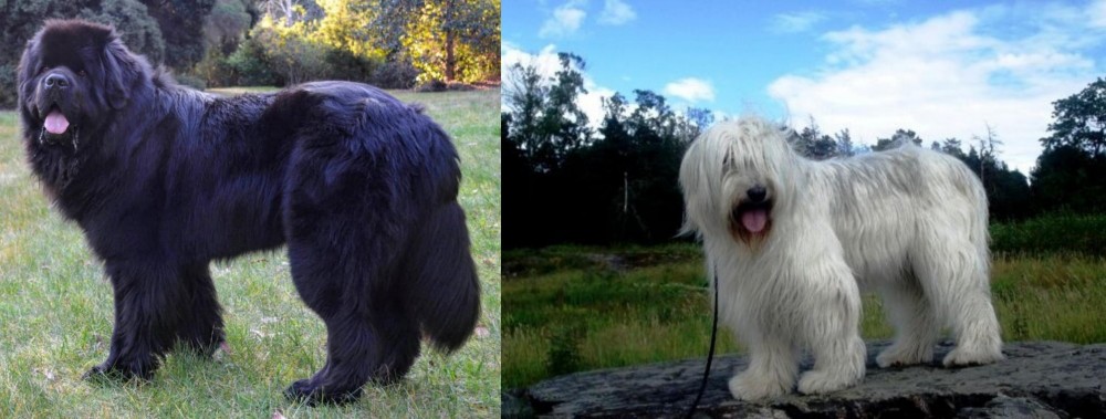 South Russian Ovcharka vs Newfoundland Dog - Breed Comparison