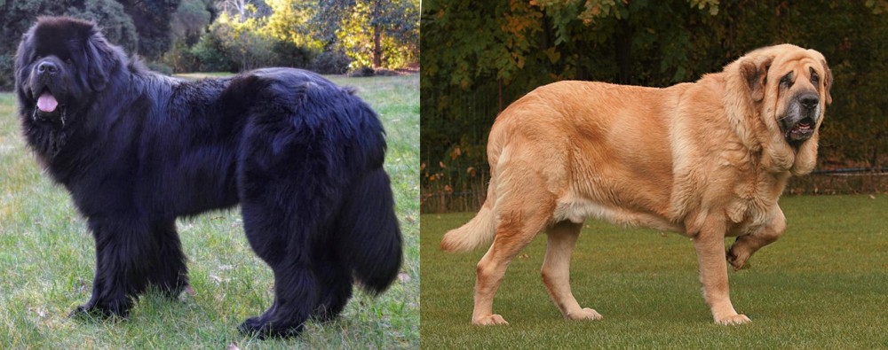 Spanish Mastiff vs Newfoundland Dog - Breed Comparison