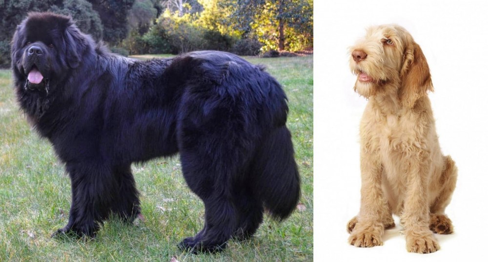 Spinone Italiano vs Newfoundland Dog - Breed Comparison