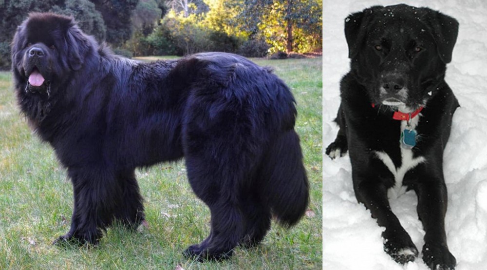St. John's Water Dog vs Newfoundland Dog - Breed Comparison