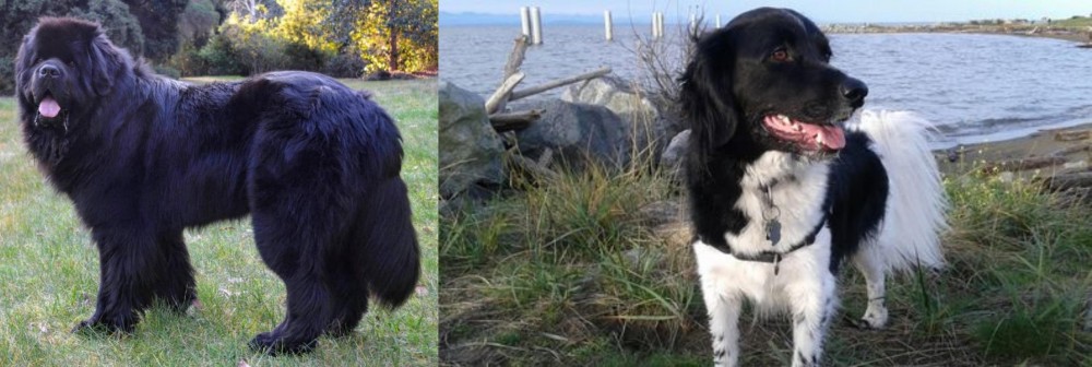 Stabyhoun vs Newfoundland Dog - Breed Comparison