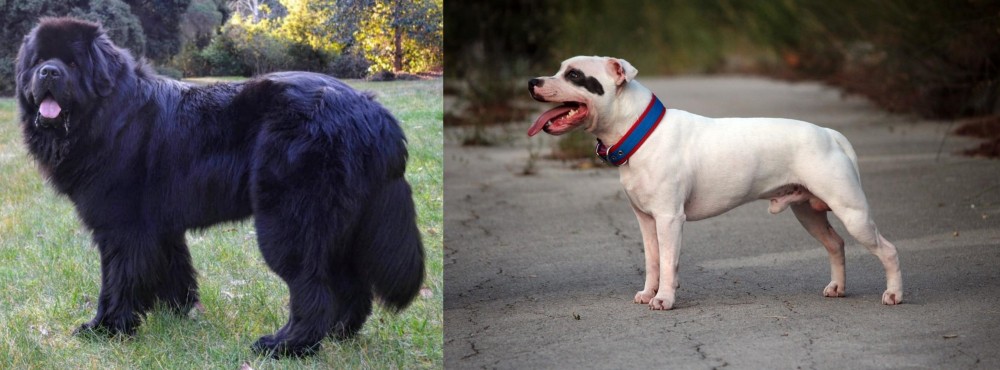 Staffordshire Bull Terrier vs Newfoundland Dog - Breed Comparison