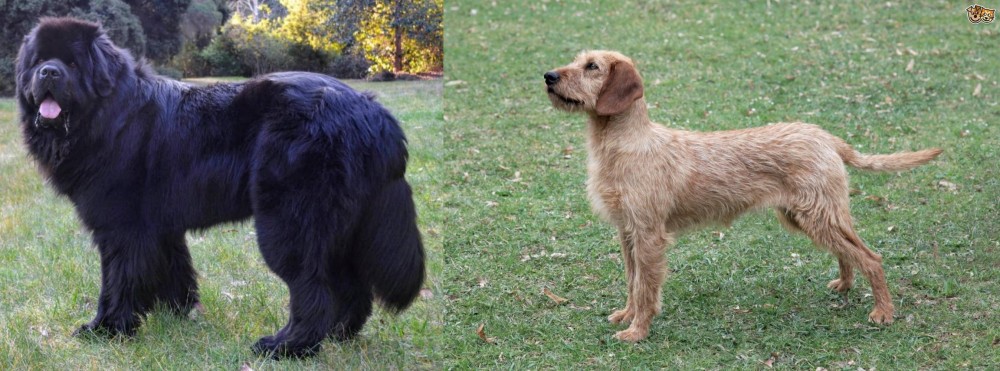 Styrian Coarse Haired Hound vs Newfoundland Dog - Breed Comparison