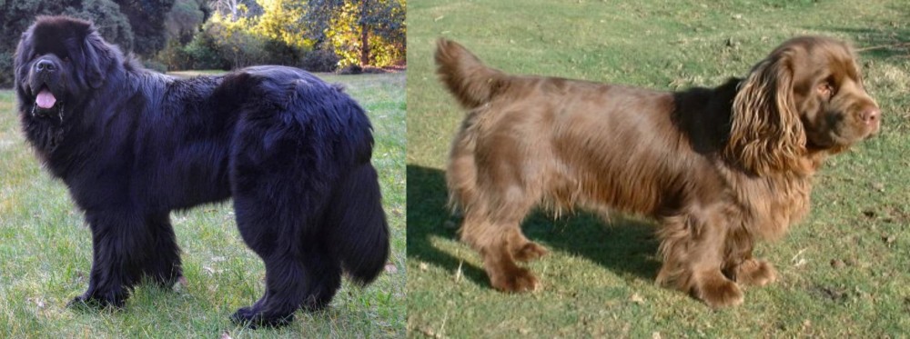 Sussex Spaniel vs Newfoundland Dog - Breed Comparison