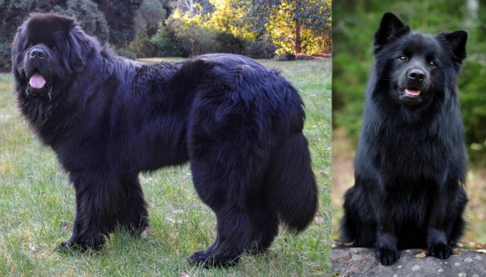 Swedish Lapphund vs Newfoundland Dog - Breed Comparison