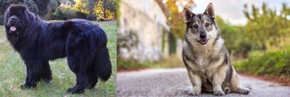 Swedish Vallhund vs Newfoundland Dog - Breed Comparison