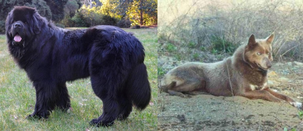 Tahltan Bear Dog vs Newfoundland Dog - Breed Comparison