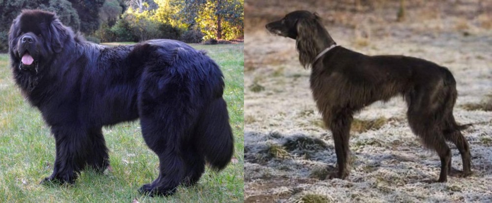 Taigan vs Newfoundland Dog - Breed Comparison