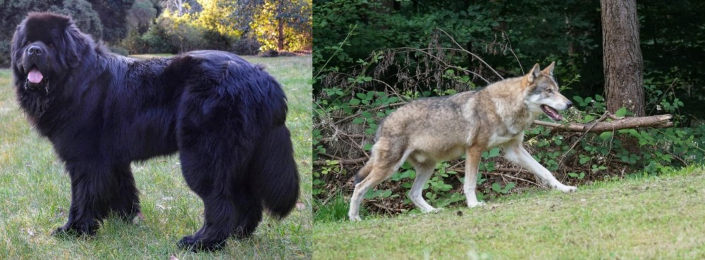 Tamaskan vs Newfoundland Dog - Breed Comparison