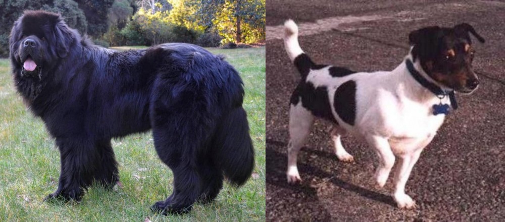 Teddy Roosevelt Terrier vs Newfoundland Dog - Breed Comparison