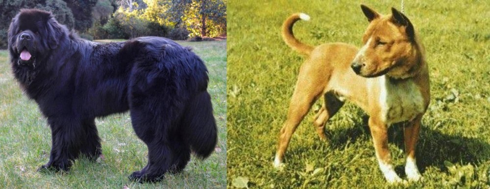 Telomian vs Newfoundland Dog - Breed Comparison