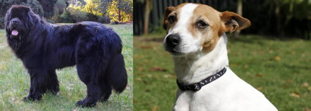 Tenterfield Terrier vs Newfoundland Dog - Breed Comparison