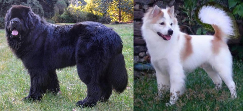 Thai Bangkaew vs Newfoundland Dog - Breed Comparison