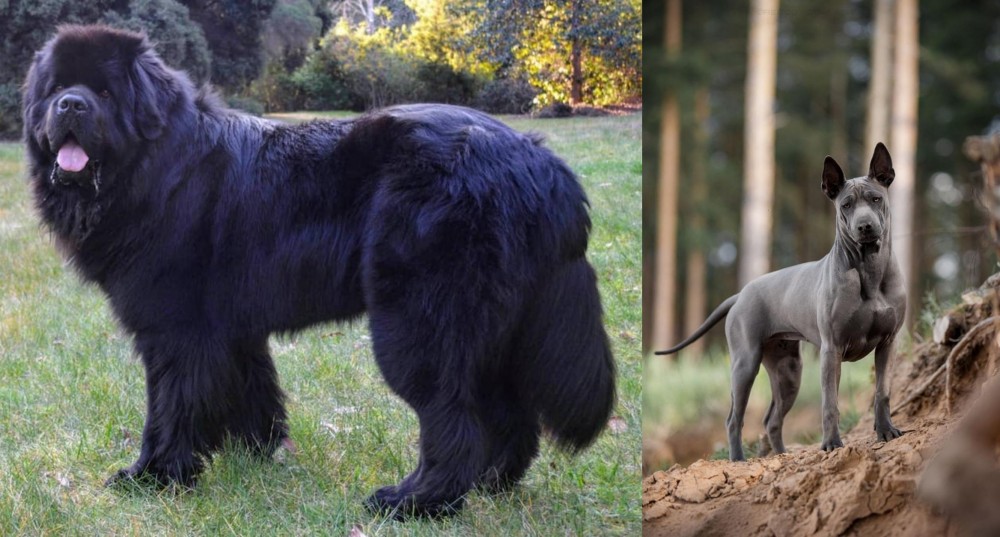 Thai Ridgeback vs Newfoundland Dog - Breed Comparison