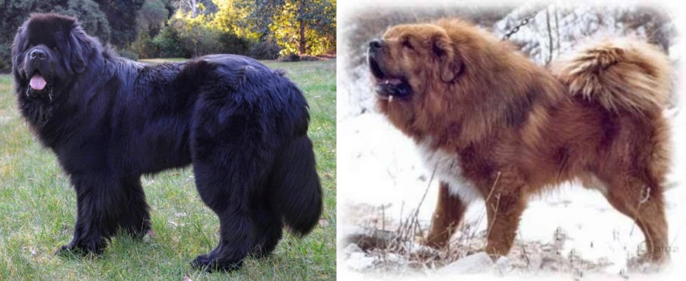 Tibetan Kyi Apso vs Newfoundland Dog - Breed Comparison