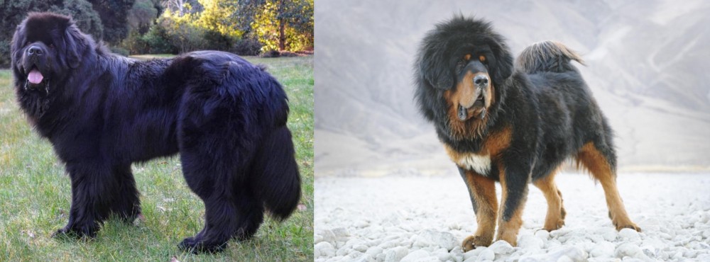 Tibetan Mastiff vs Newfoundland Dog - Breed Comparison