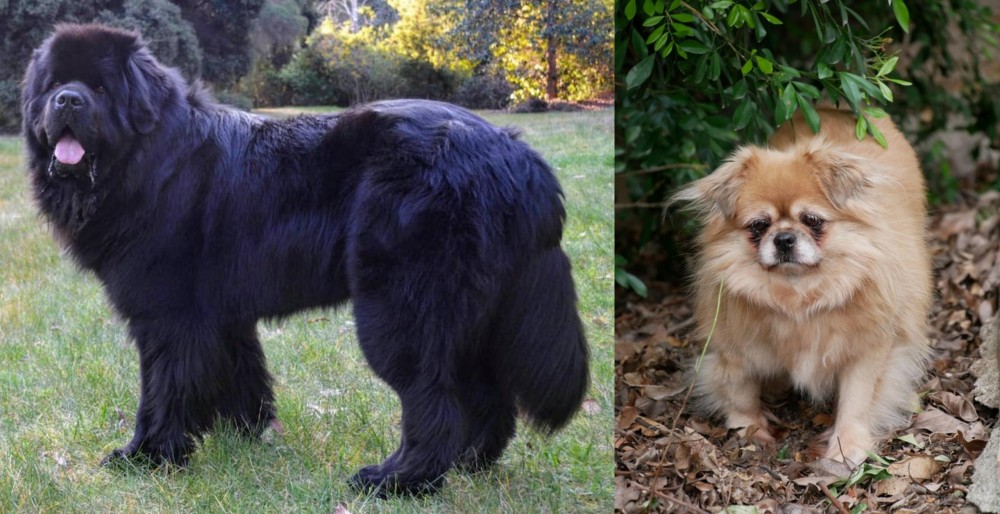 Tibetan Spaniel vs Newfoundland Dog - Breed Comparison