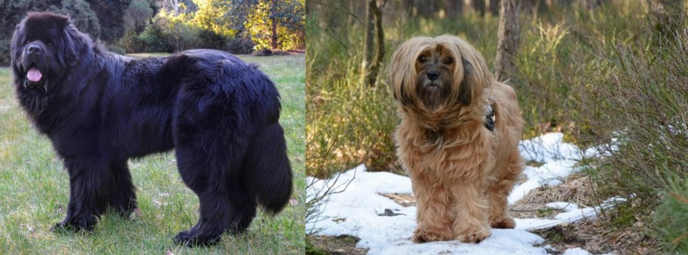 Tibetan Terrier vs Newfoundland Dog - Breed Comparison