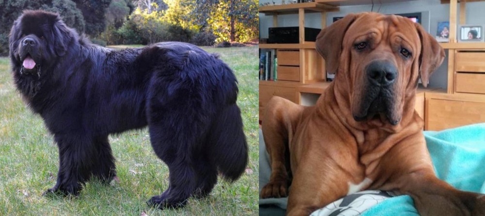 Tosa vs Newfoundland Dog - Breed Comparison