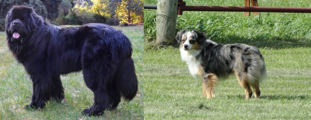 Toy Australian Shepherd vs Newfoundland Dog - Breed Comparison