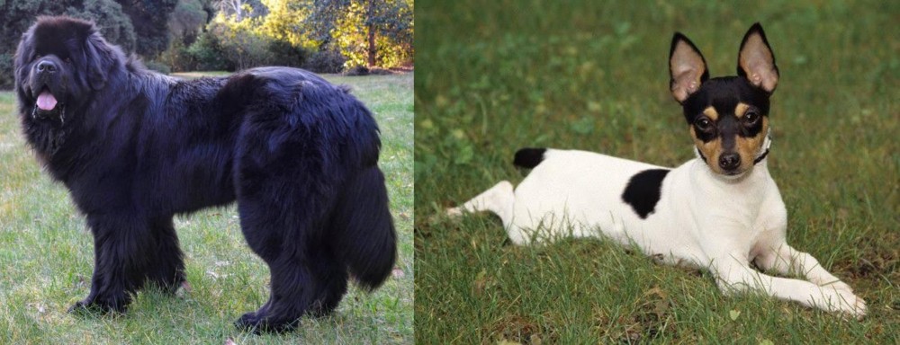 Toy Fox Terrier vs Newfoundland Dog - Breed Comparison