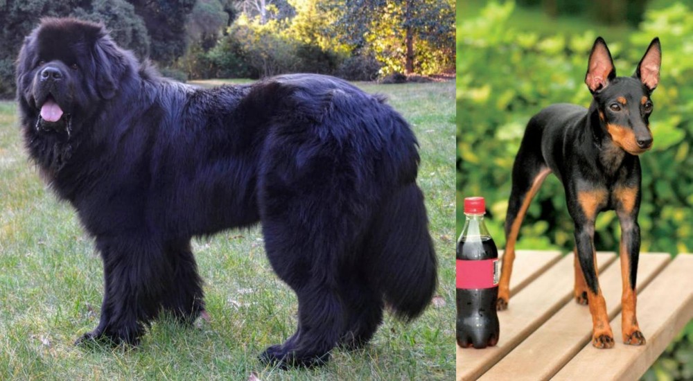 Toy Manchester Terrier vs Newfoundland Dog - Breed Comparison
