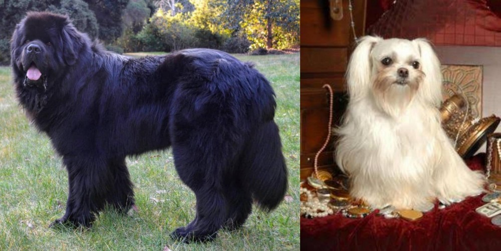 Toy Mi-Ki vs Newfoundland Dog - Breed Comparison