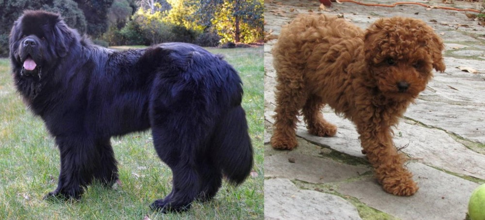 Toy Poodle vs Newfoundland Dog - Breed Comparison