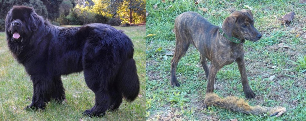 Treeing Cur vs Newfoundland Dog - Breed Comparison
