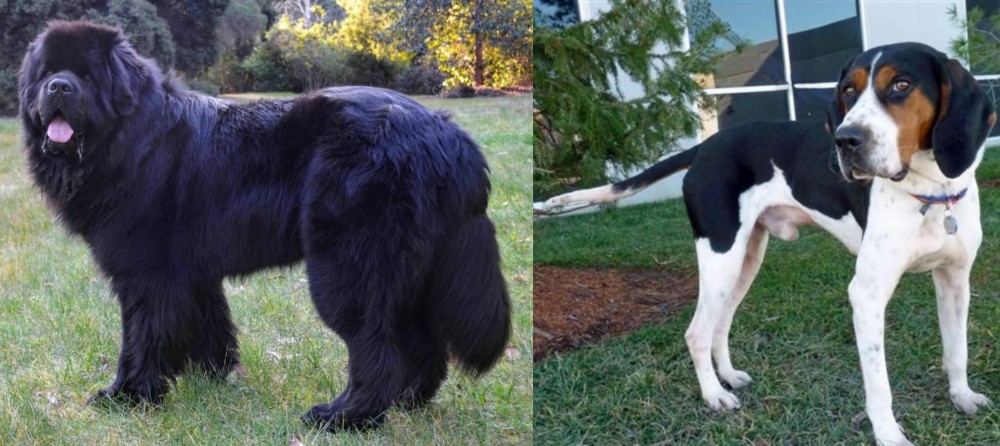 Treeing Walker Coonhound vs Newfoundland Dog - Breed Comparison