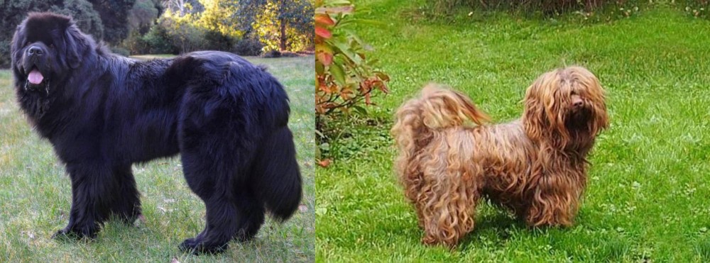 Tsvetnaya Bolonka vs Newfoundland Dog - Breed Comparison