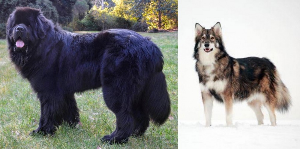 Utonagan vs Newfoundland Dog - Breed Comparison