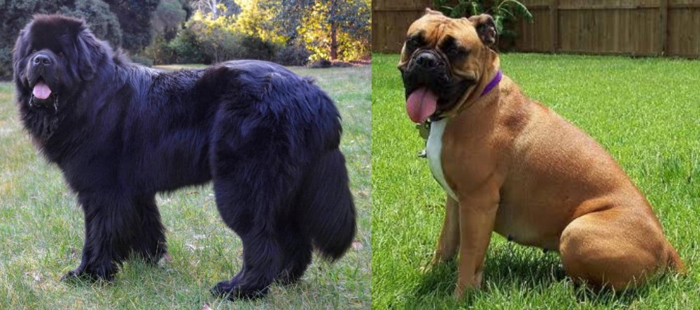 Valley Bulldog vs Newfoundland Dog - Breed Comparison