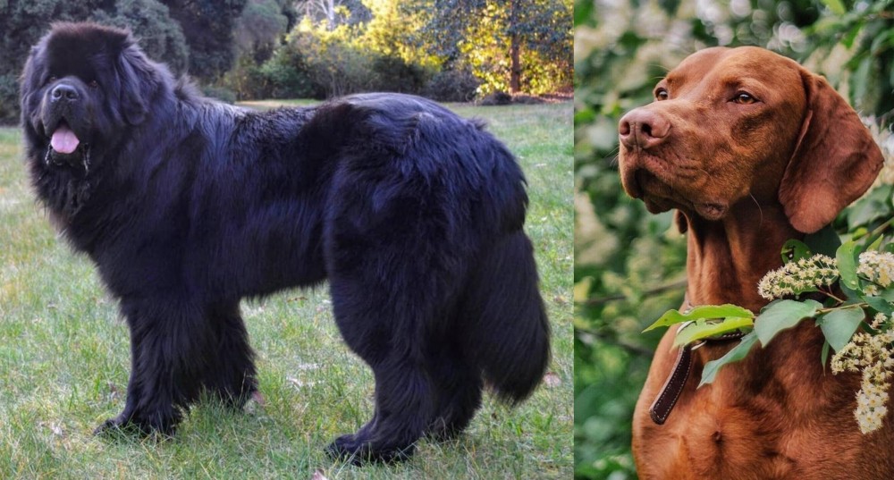 Vizsla vs Newfoundland Dog - Breed Comparison