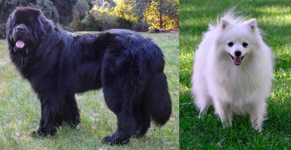 Volpino Italiano vs Newfoundland Dog - Breed Comparison