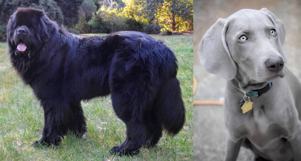 Weimaraner vs Newfoundland Dog - Breed Comparison