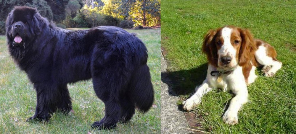 Welsh Springer Spaniel vs Newfoundland Dog - Breed Comparison