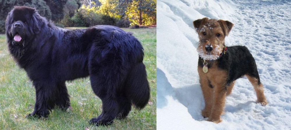 Welsh Terrier vs Newfoundland Dog - Breed Comparison