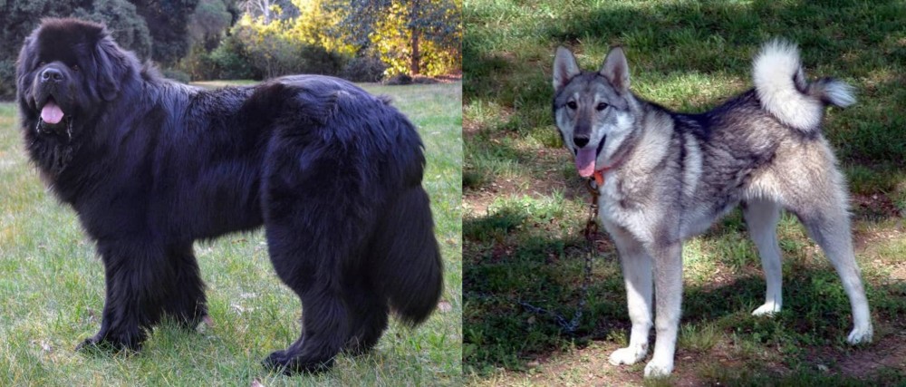 West Siberian Laika vs Newfoundland Dog - Breed Comparison